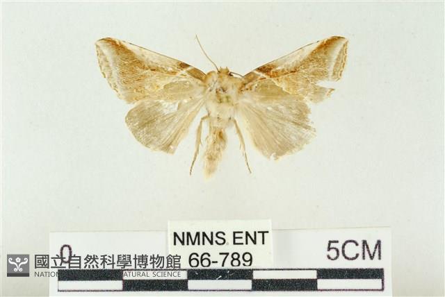 印華波紋蛾藏品圖，第1張