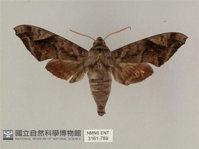 全緣缺角天蛾藏品圖，第1張