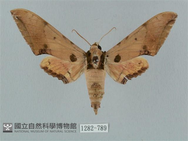 廣東鷹翅天蛾藏品圖，第1張