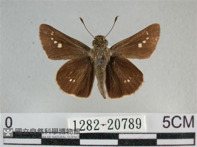 小稻弄蝶藏品圖，第1張