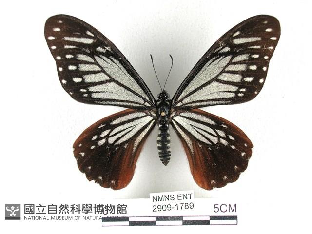 斑鳳蝶藏品圖，第1張
