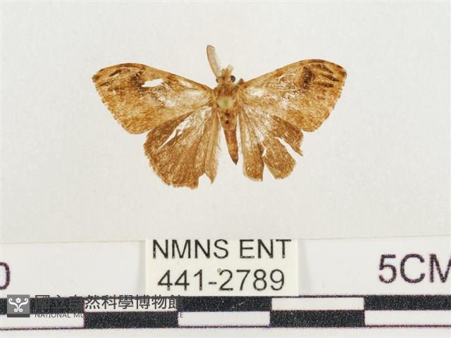 小白紋毒蛾藏品圖，第1張