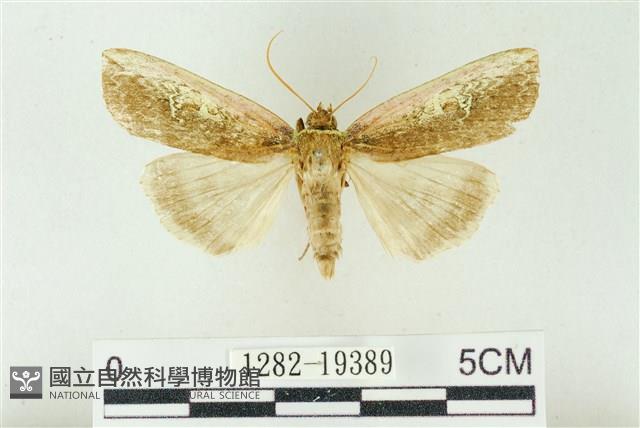 粉太波紋蛾藏品圖，第1張