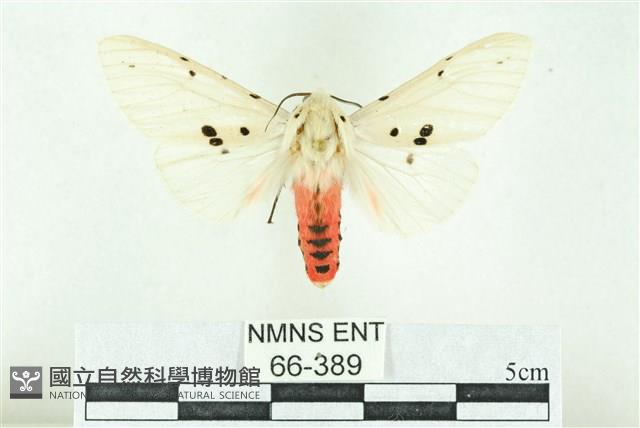 菊池污燈蛾藏品圖，第1張