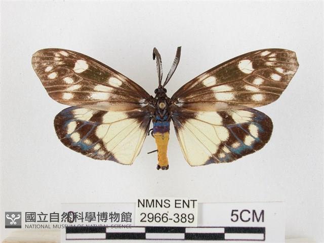 蓬萊茶斑蛾藏品圖，第1張