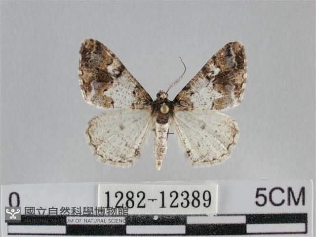 雙峰霜尺蛾藏品圖，第1張