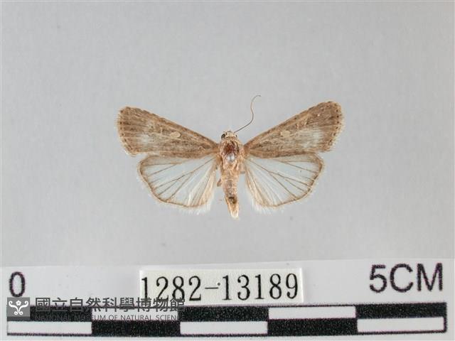 登錄號:001282-13189藏品圖，第1張