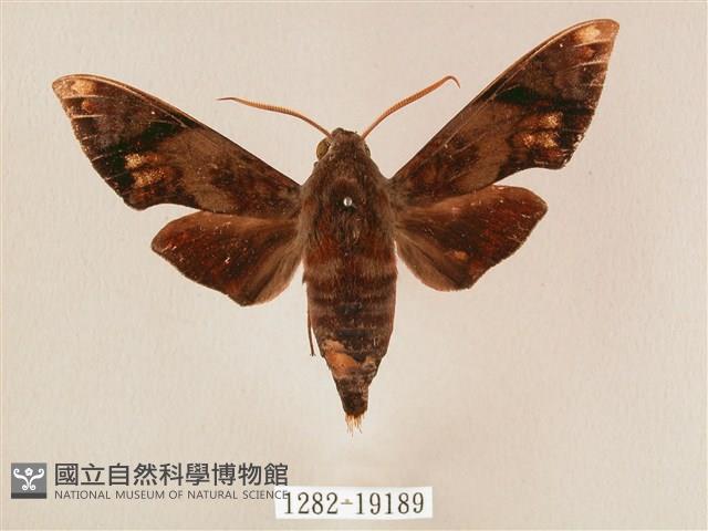 斜帶天蛾藏品圖，第1張