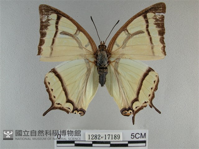 小雙尾蛺蝶藏品圖，第1張