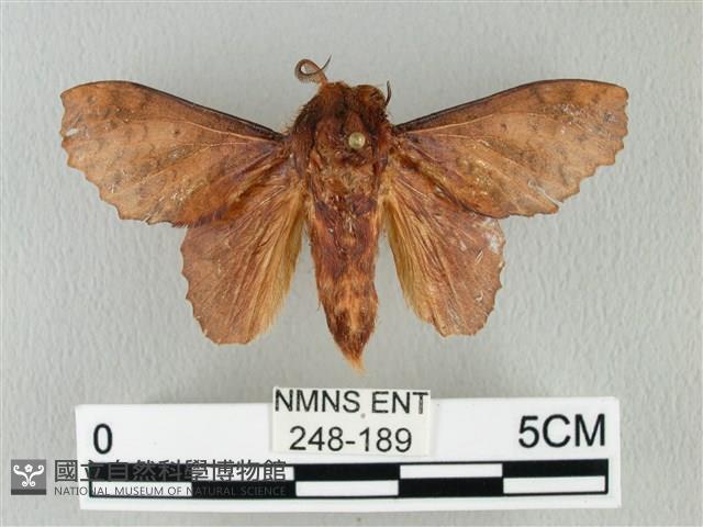 鋸緣枯葉蛾藏品圖，第1張