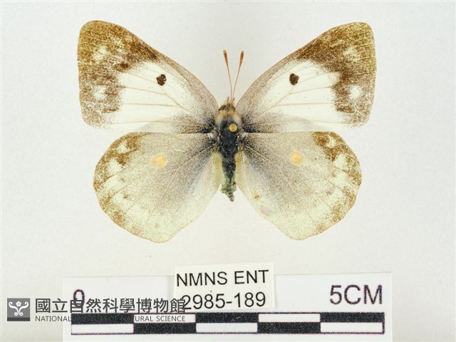 紋黃粉蝶藏品圖，第1張