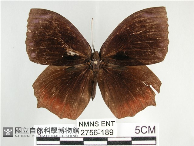 藍紋鋸眼蝶藏品圖，第1張