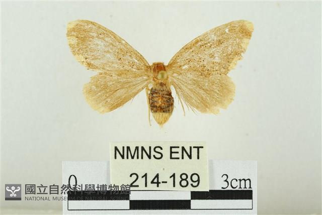 黑翅黃毒蛾藏品圖，第1張