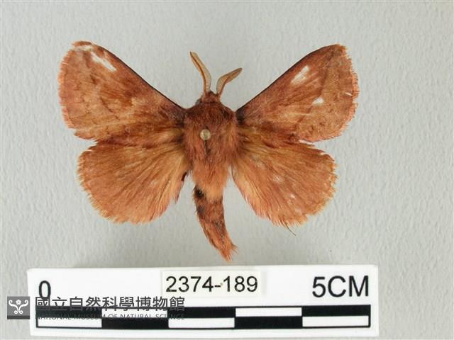 褐斜帶枯葉蛾藏品圖，第1張