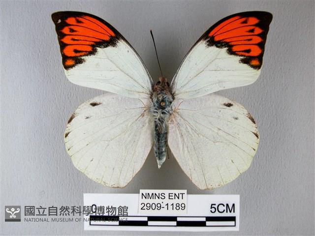 橙端粉蝶、端紅蝶藏品圖，第1張