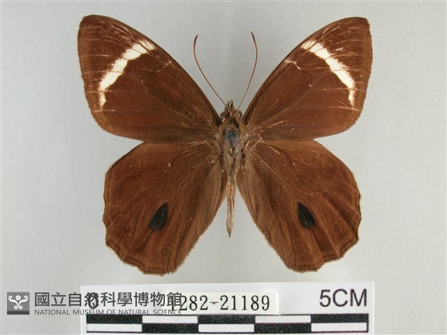 臺灣黛眼蝶藏品圖，第1張