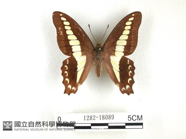 青帶鳳蝶藏品圖，第1張