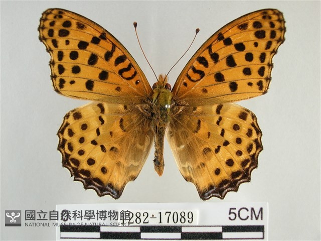 斐豹蛺蝶藏品圖，第1張