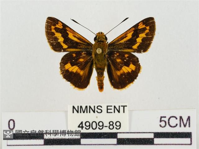 蓬萊黃斑弄蝶藏品圖，第1張