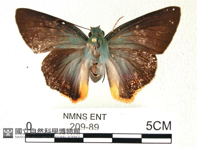 綠弄蝶藏品圖，第1張