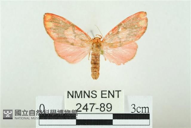 三色豔苔蛾藏品圖，第1張