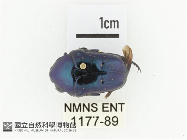 藍艷白點花金龜藏品圖，第1張