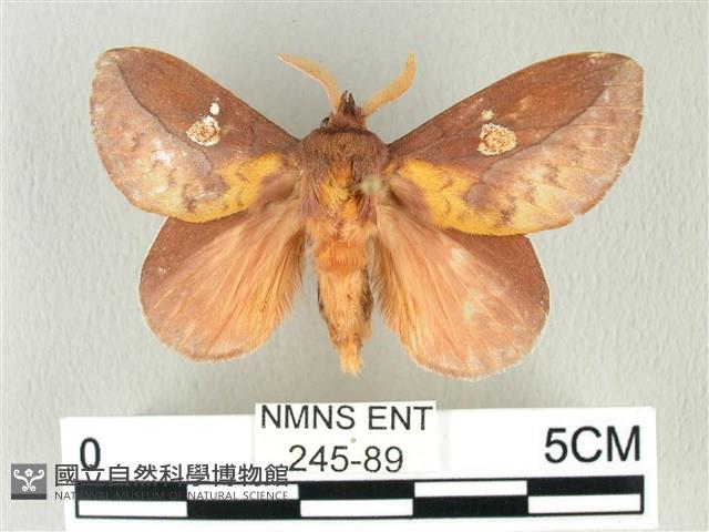 竹黃斜帶枯葉蛾藏品圖，第1張