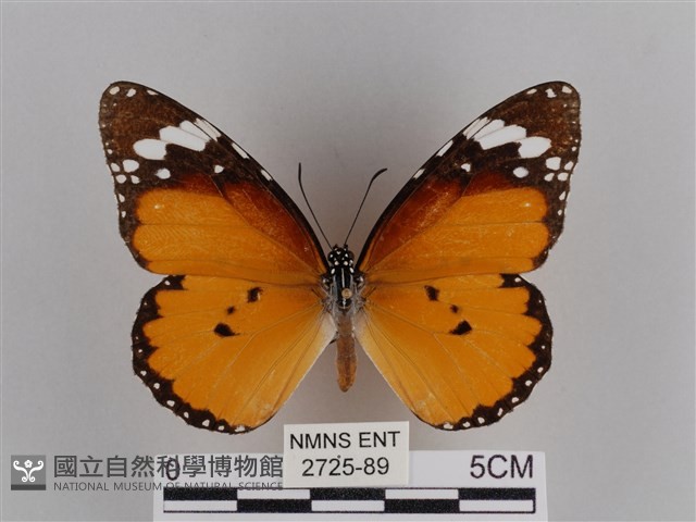 樺斑蝶藏品圖，第1張