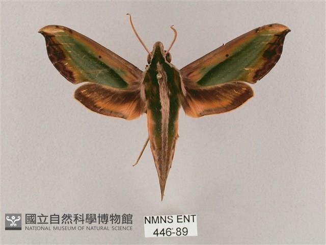 斜綠天蛾藏品圖，第1張