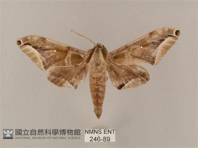 白點天蛾 藏品圖，第1張