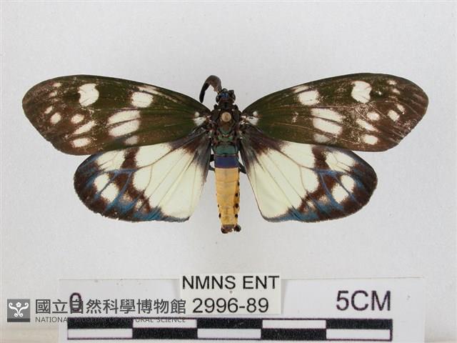 蓬萊茶斑蛾藏品圖，第1張