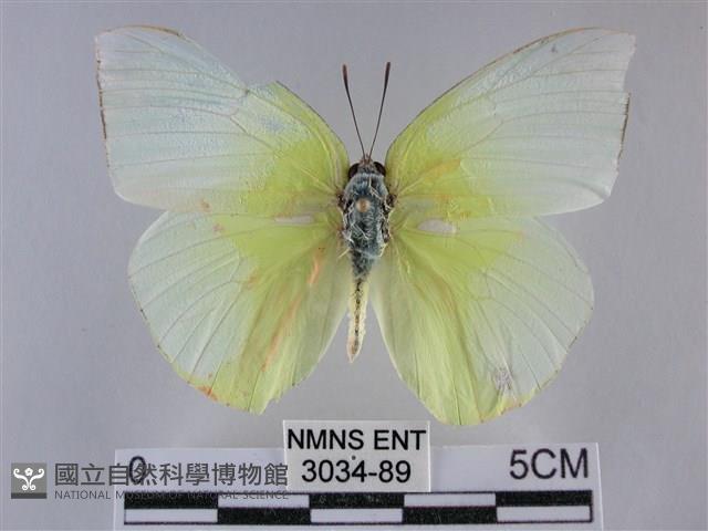 遷粉蝶、淡黃蝶藏品圖，第1張