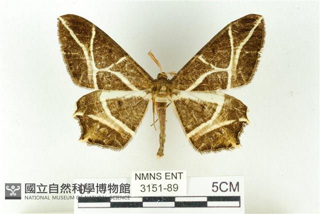 樹形尺蛾藏品圖，第1張