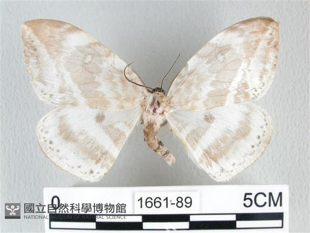 圓翅大鉤蛾藏品圖，第1張