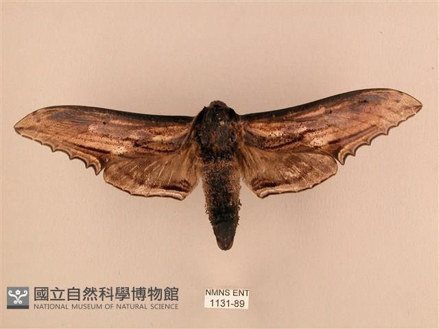 臺灣鋸翅天蛾藏品圖，第1張