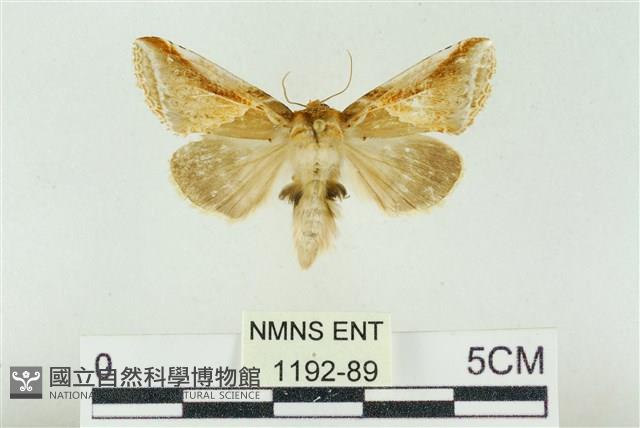 印華波紋蛾藏品圖，第1張