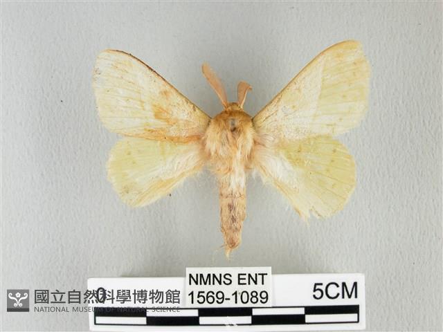 青枯葉蛾藏品圖，第1張