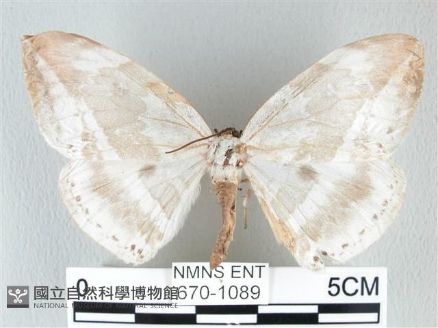 圓翅大鉤蛾藏品圖，第1張