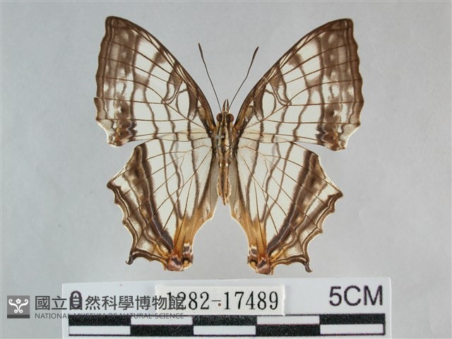 網絲蛺蝶、石牆蝶藏品圖，第1張