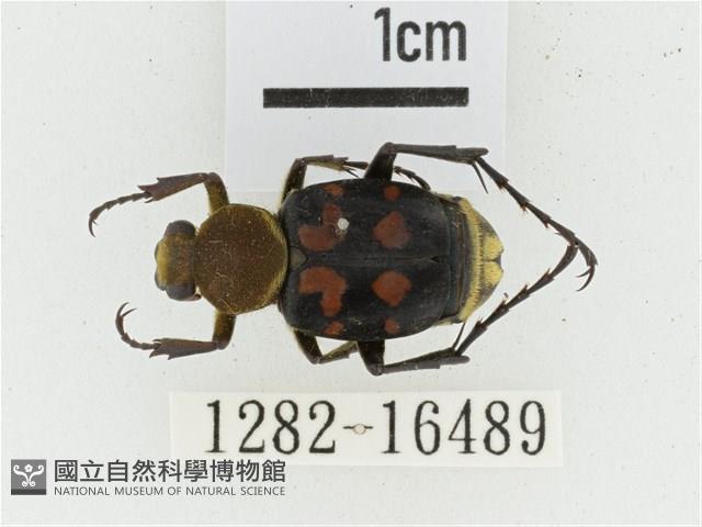 黃肩長腳花金龜藏品圖，第1張