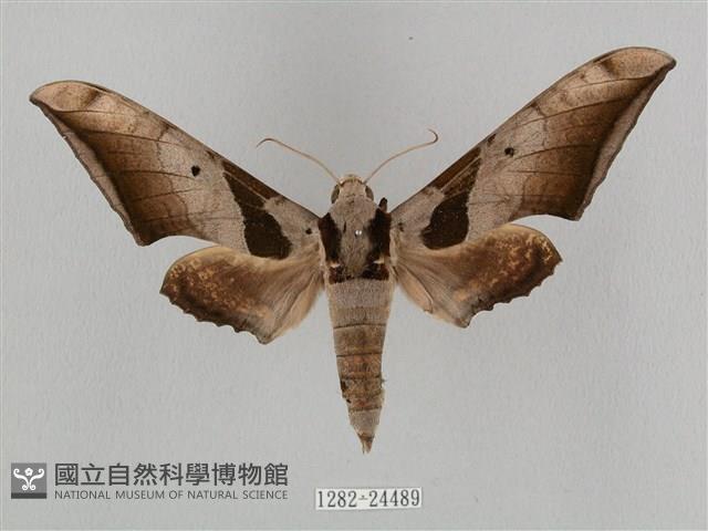 黑帶鷹翅天蛾藏品圖，第1張