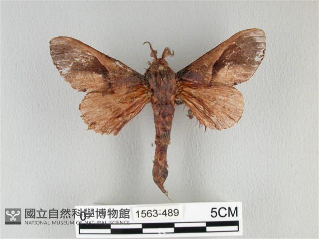 大褐斑枯葉蛾藏品圖，第1張