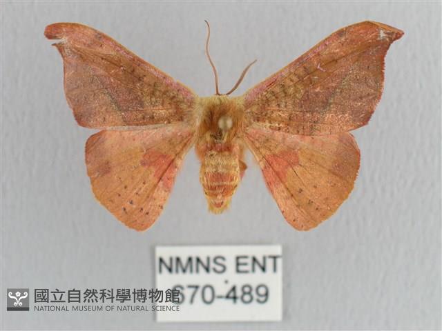 銀端帶鉤蛾藏品圖，第1張