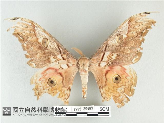 大綠目天蠶蛾藏品圖，第1張