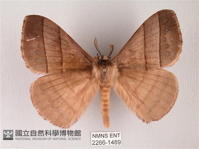 黑胸帶蛾藏品圖，第1張