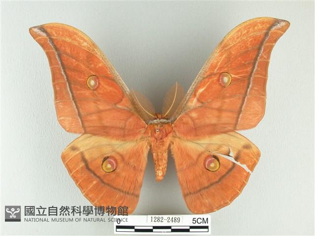 大透目天蠶蛾藏品圖，第1張
