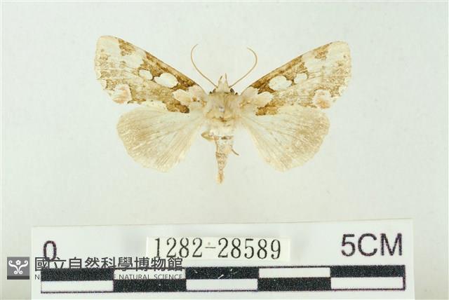 連珠波紋蛾藏品圖，第1張