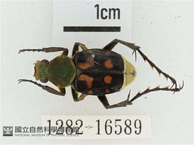 黃肩長腳花金龜藏品圖，第1張