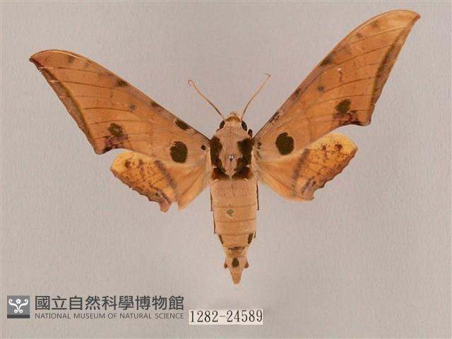 裂斑鷹翅天蛾藏品圖，第1張