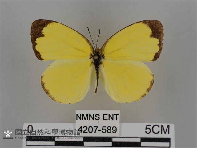 亮色黃蝶藏品圖，第1張